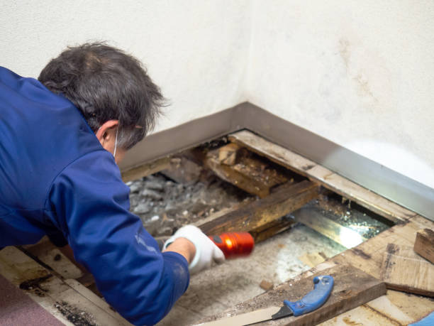 Best Health and Safety Mold Remediation in Walker Valley, NY