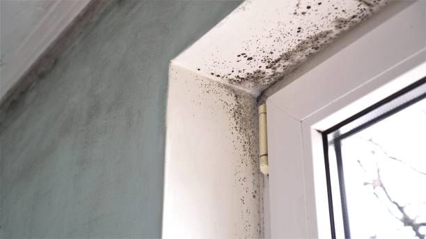 Best Insurance-Related Mold Remediation in Walker Valley, NY