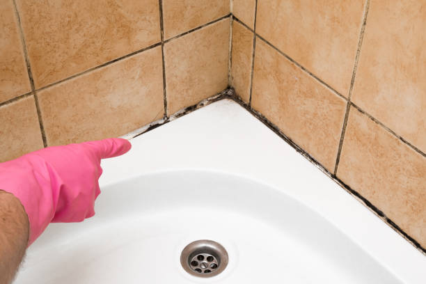 Best Basement Mold Remediation in Walker Valley, NY